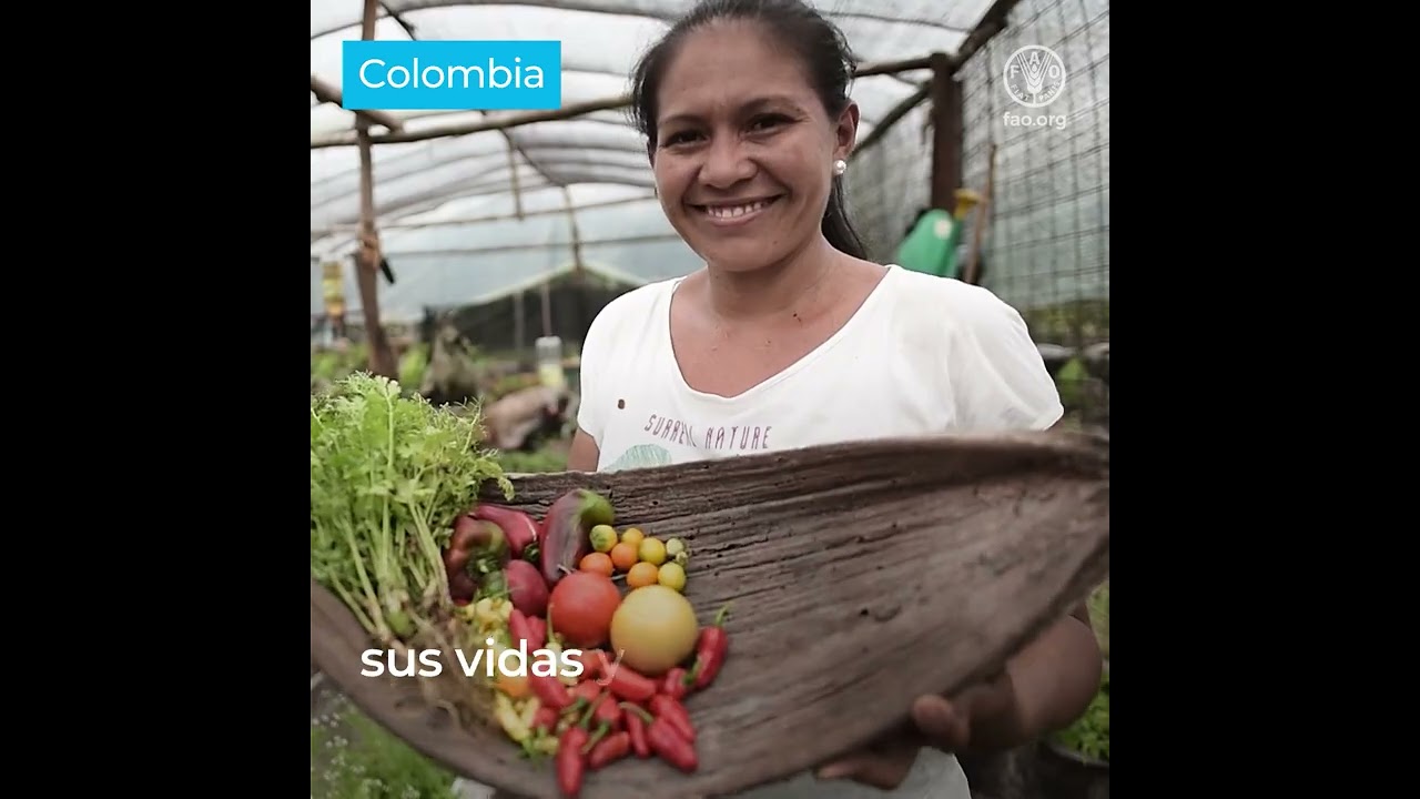 directrices voluntarias sobre el derecho a la alimentación