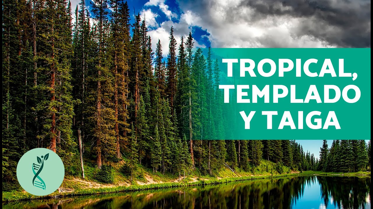 por que es importante cuidar los bosques