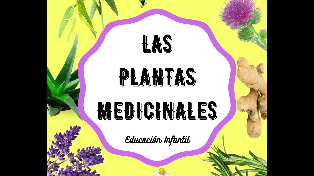 proyecto de aula sobre las plantas medicinales