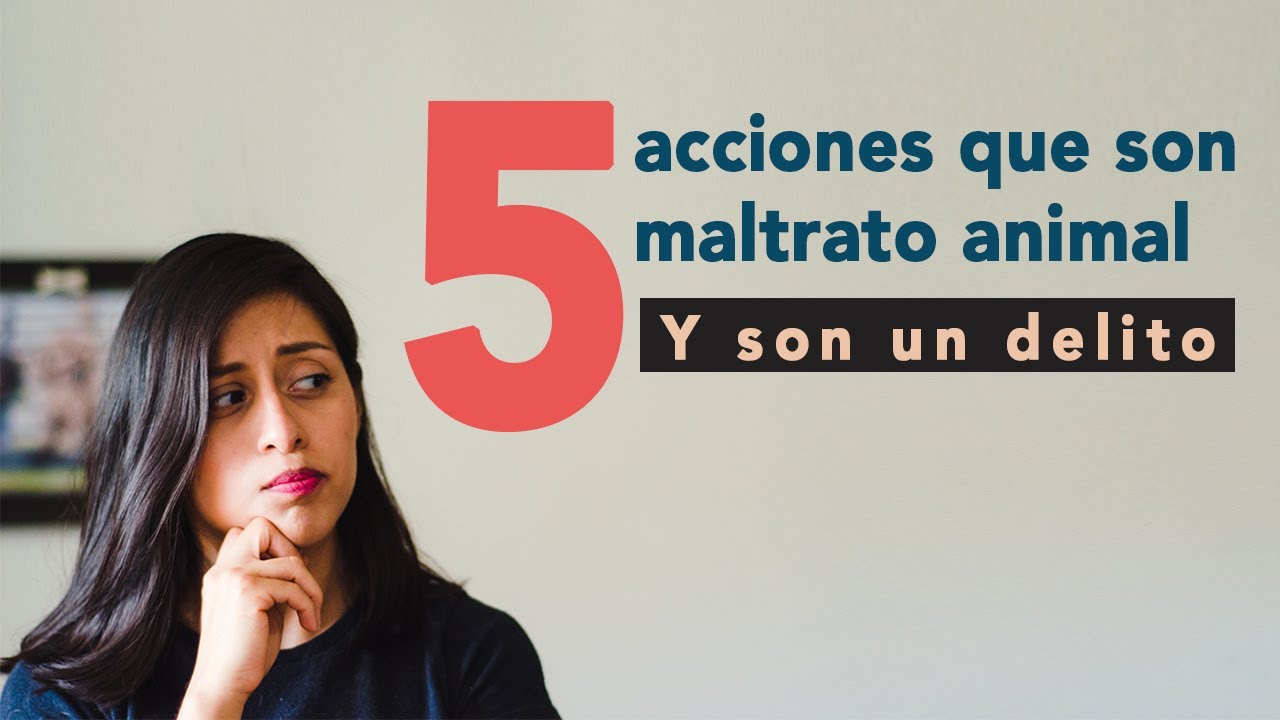 5 razones para luchar contra el maltrato animal