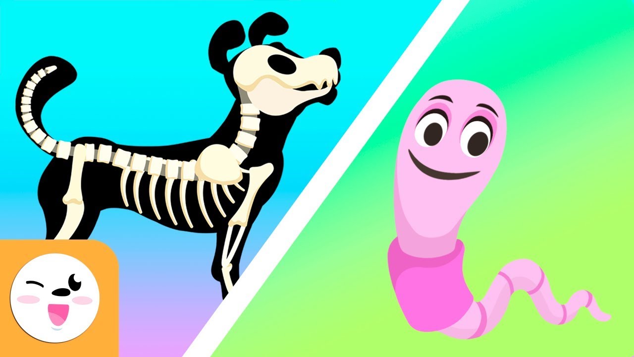 actividades de animales vertebrados e invertebrados