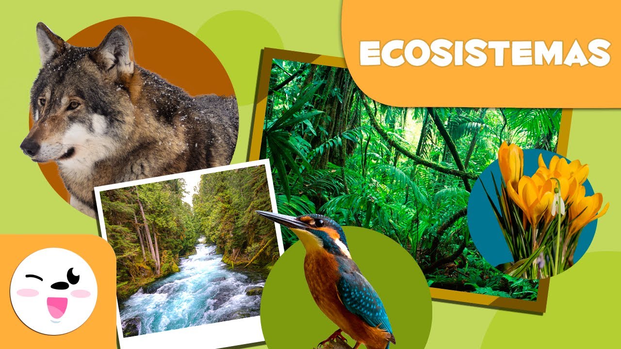 actividades sobre los ecosistemas para niños