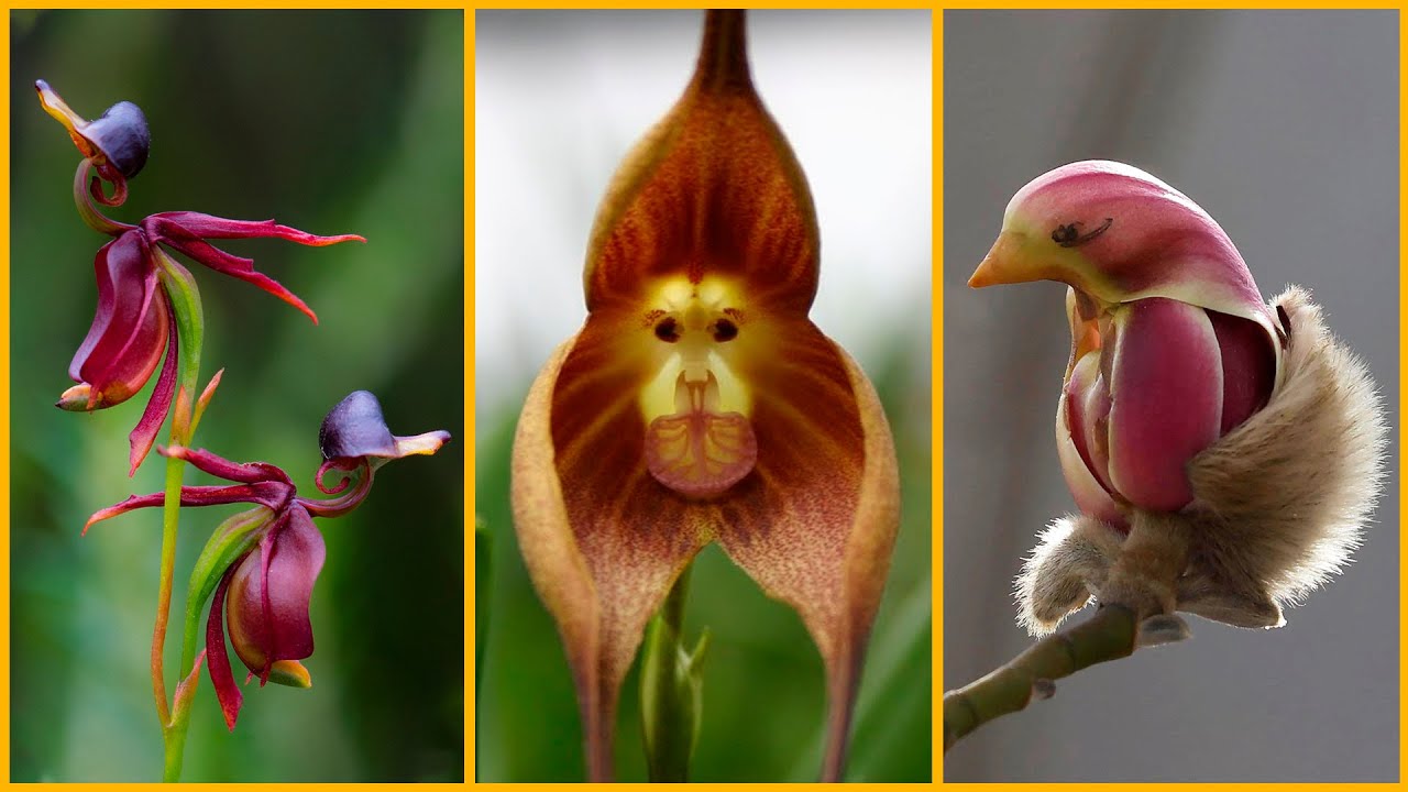 animal que tiene aspecto de planta