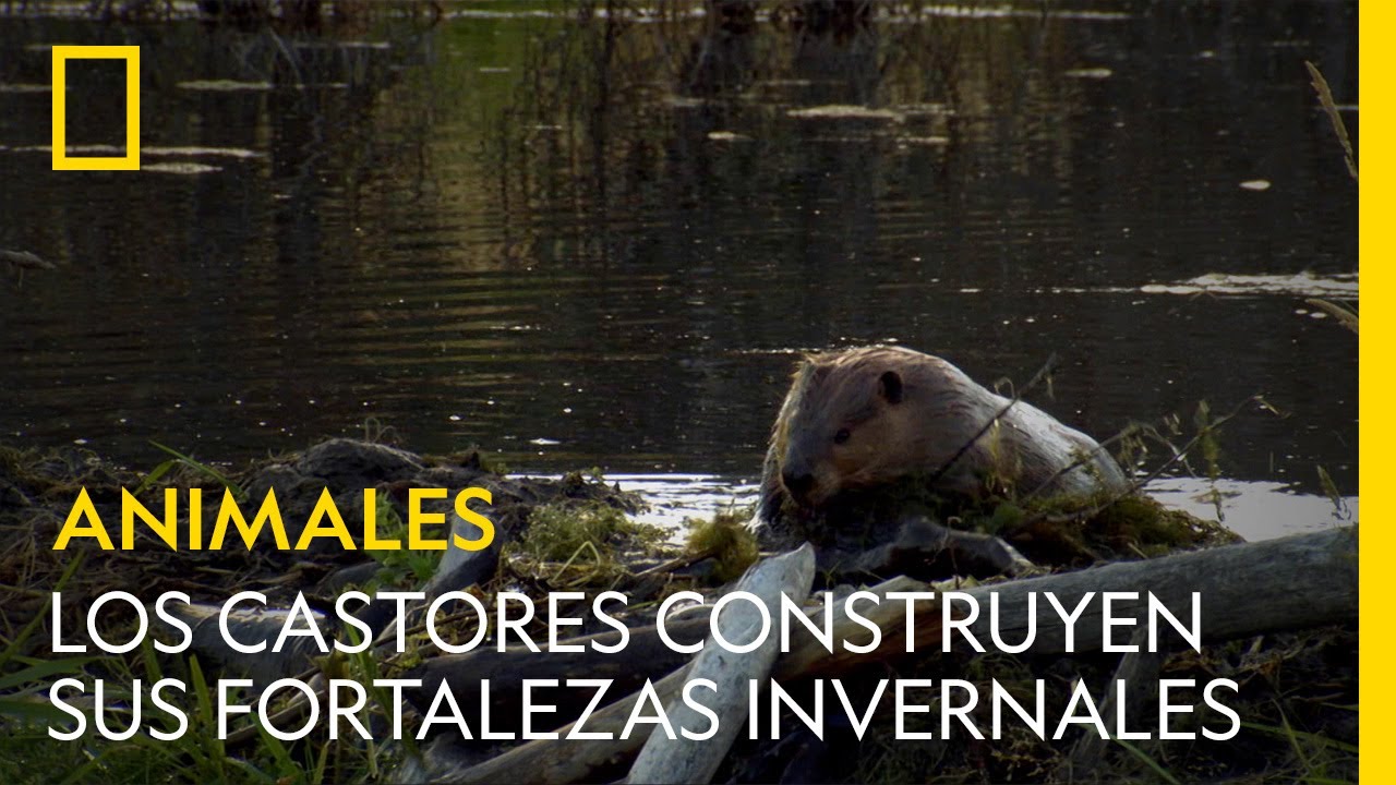 animal que vive dentro del sedimento