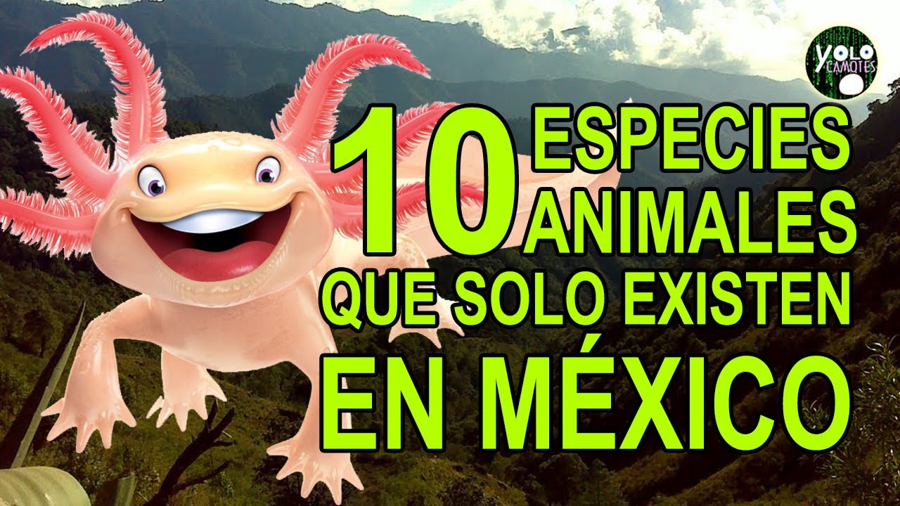 animales carnivoros que habitan en mexico y sus caracteristicas
