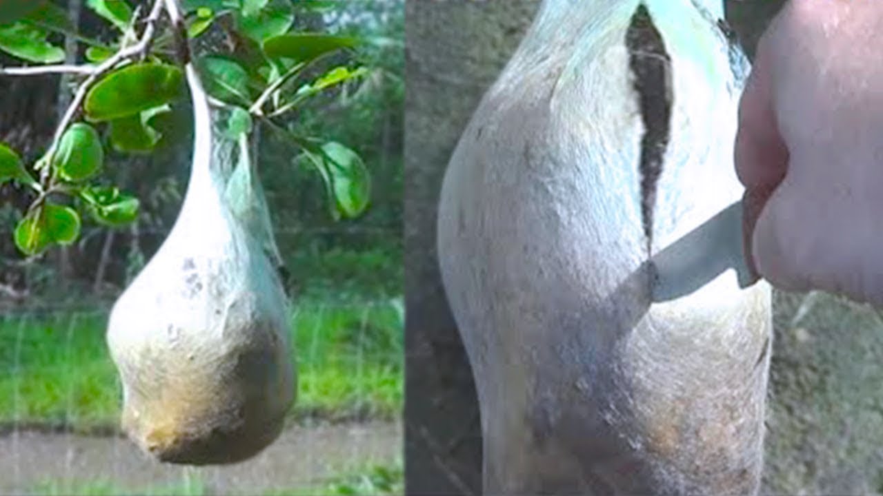 animales que hacen su propia casa