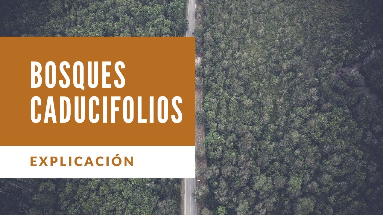 animales que viven en los bosques caducifolios