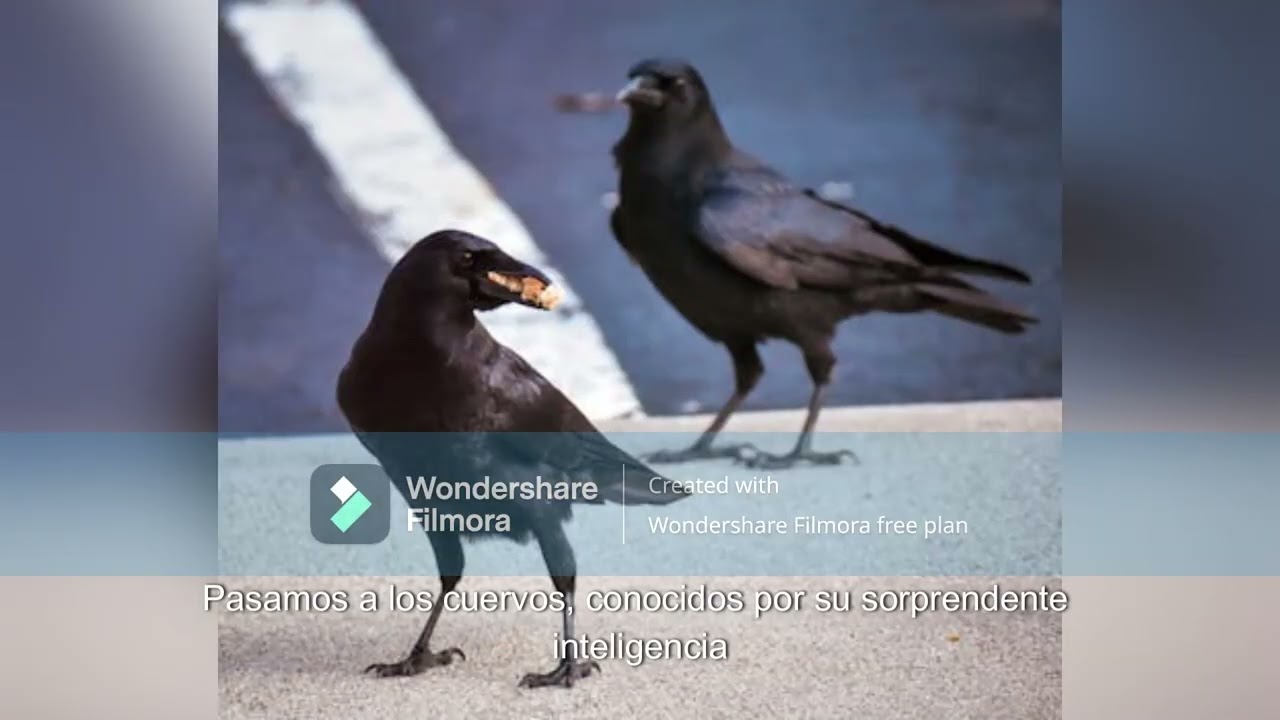 aquellos animales que son tranquilos y apacibles