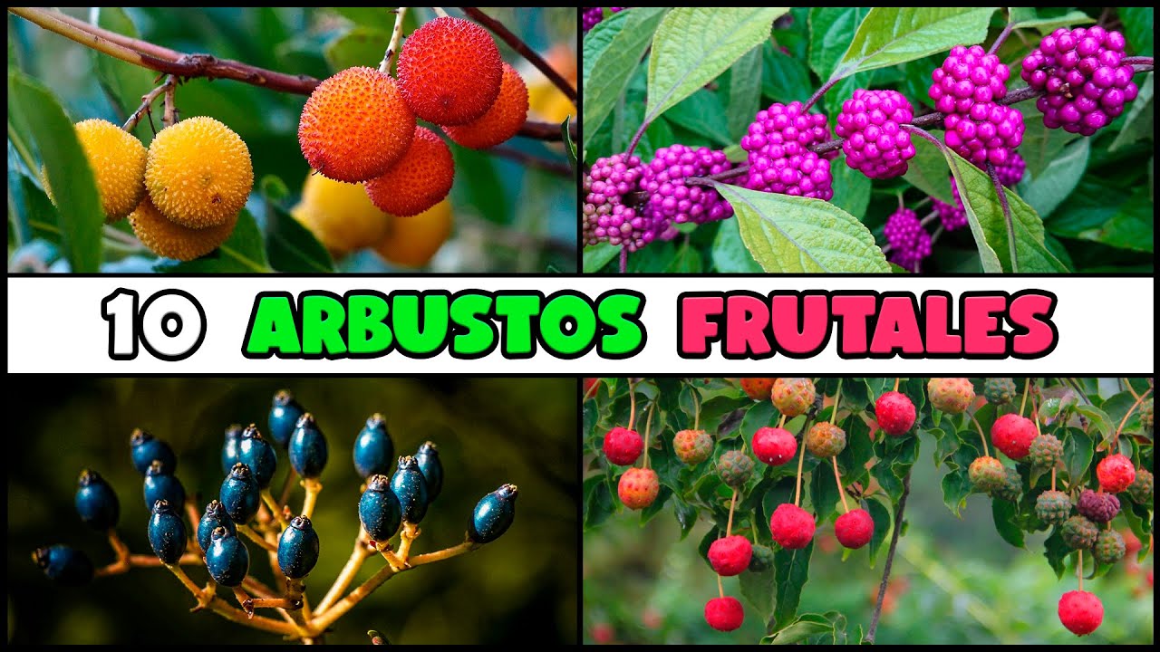 arbol con frutos rojos pequeños y dulces