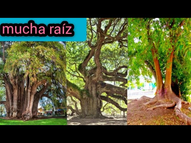 arbol con raices tronco y copa
