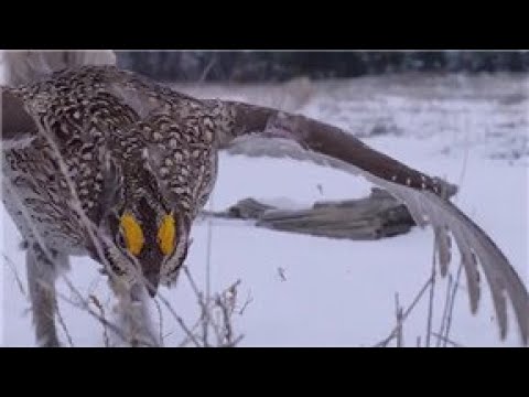 ave que se desplaza dando zancadas con sus patas