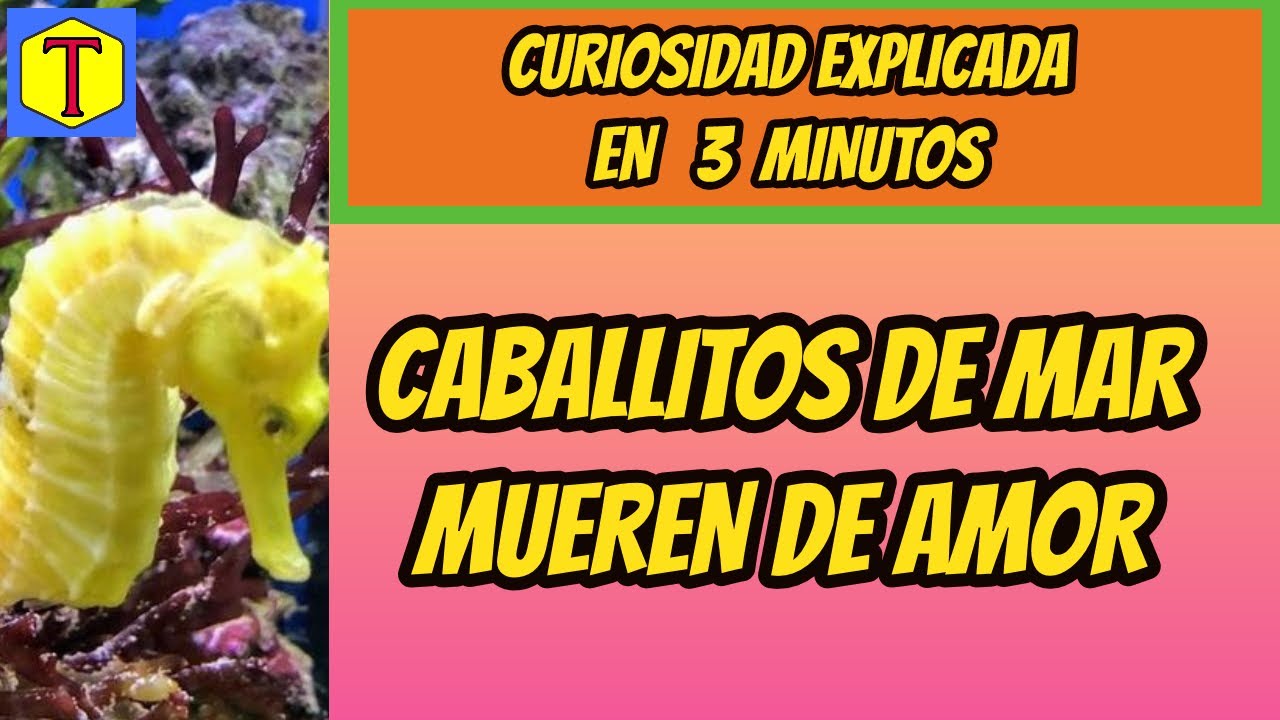 caballito de mar historia de amor