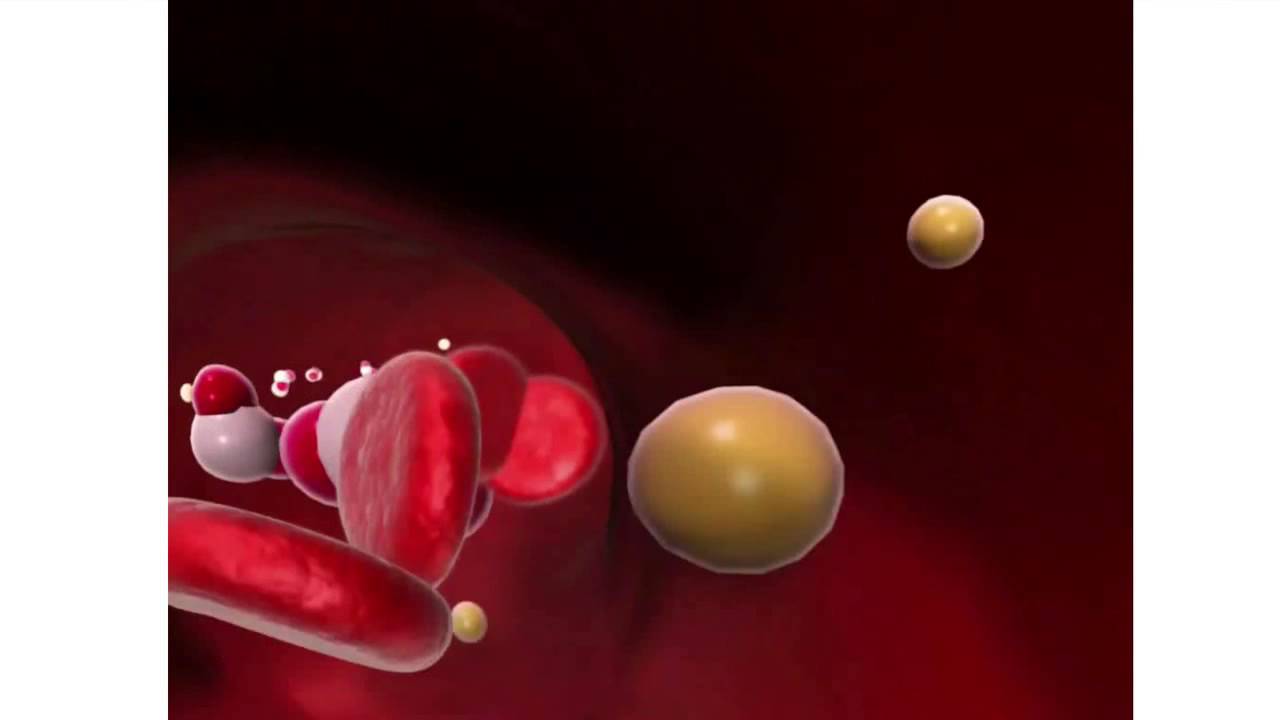 cápsula que envuelve al glomérulo renal