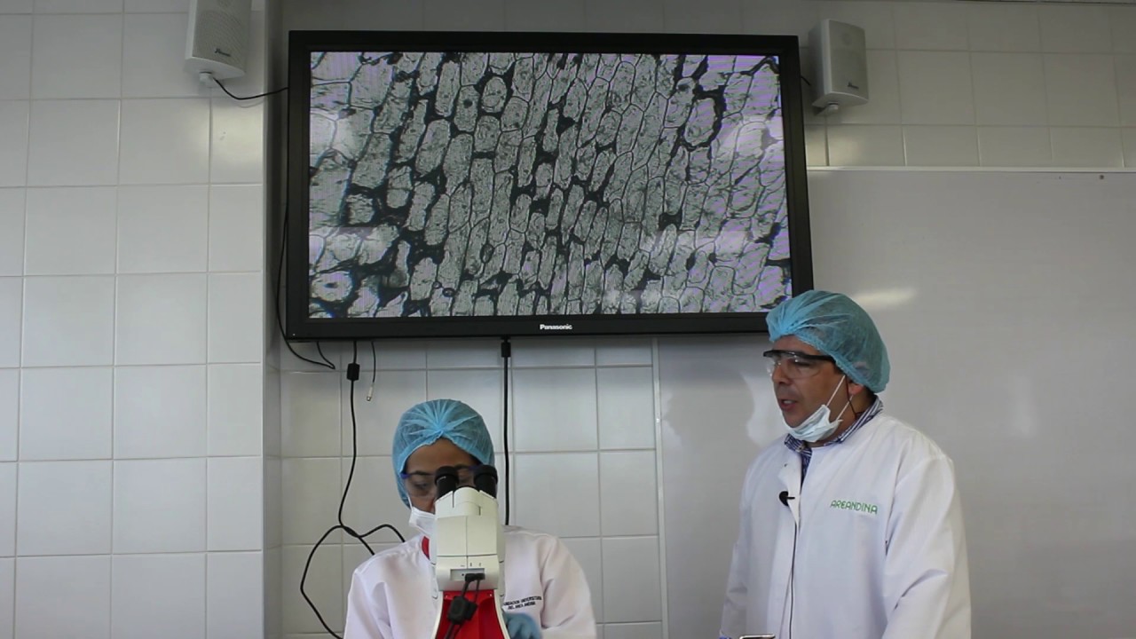 cebolla en microscopio 4x 10x 40x