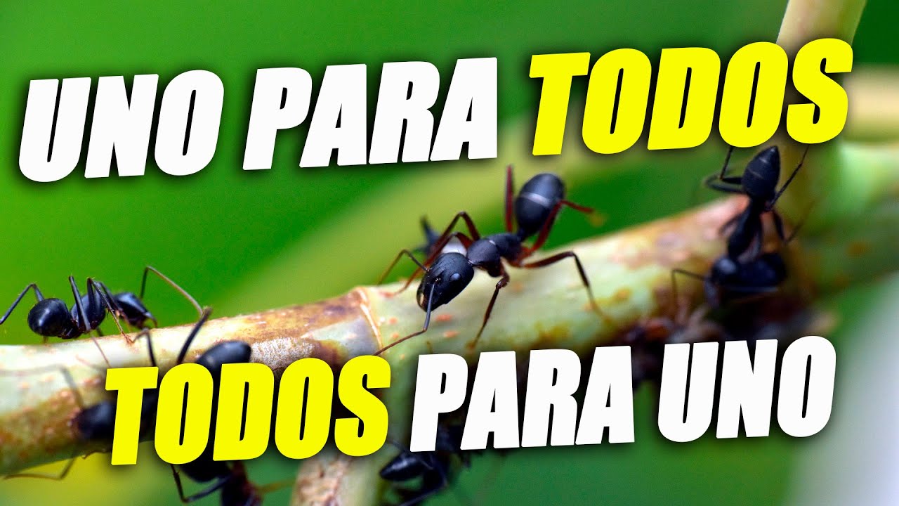 ciclo de vida de la hormiga