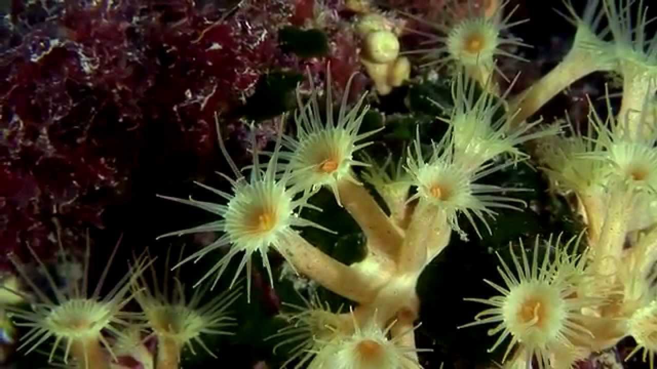 ciclo de vida de los corales