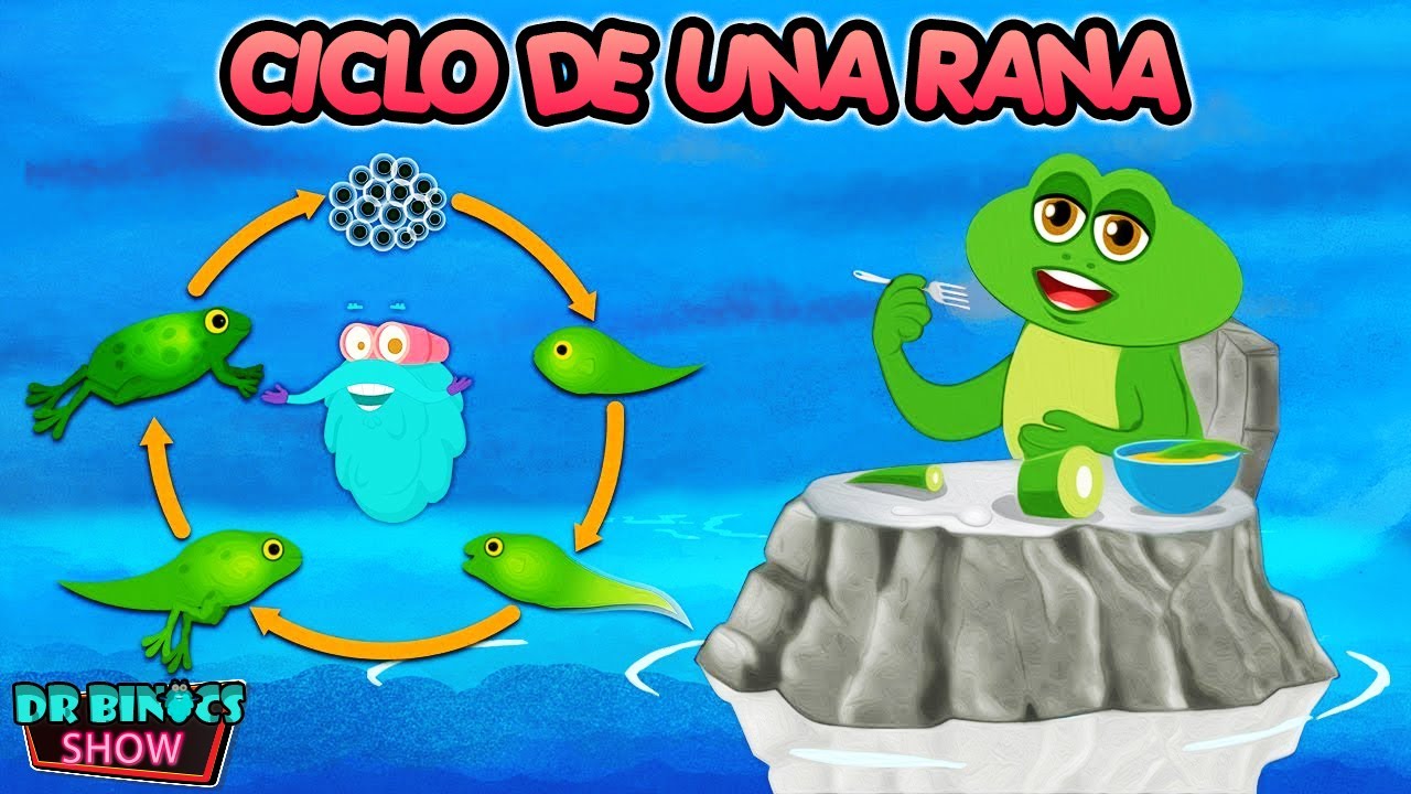 ciclo de vida dela rana para niños
