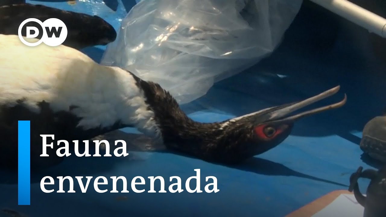 como afecta el petroleo a las aves marinas