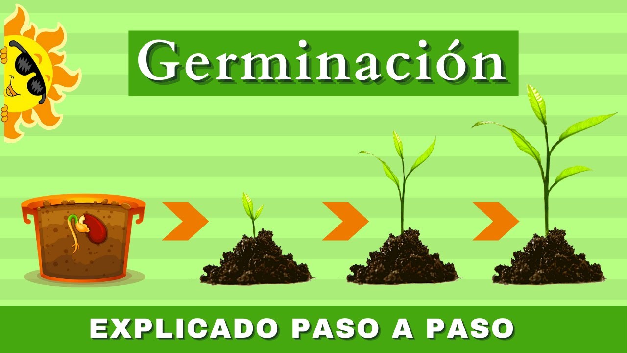 como crecen las plantas y los animales
