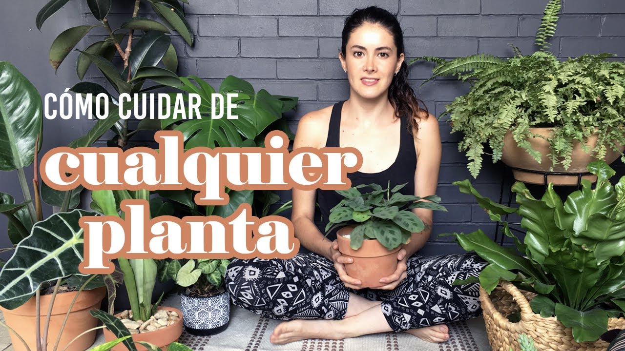 como cuidar los árboles y plantas