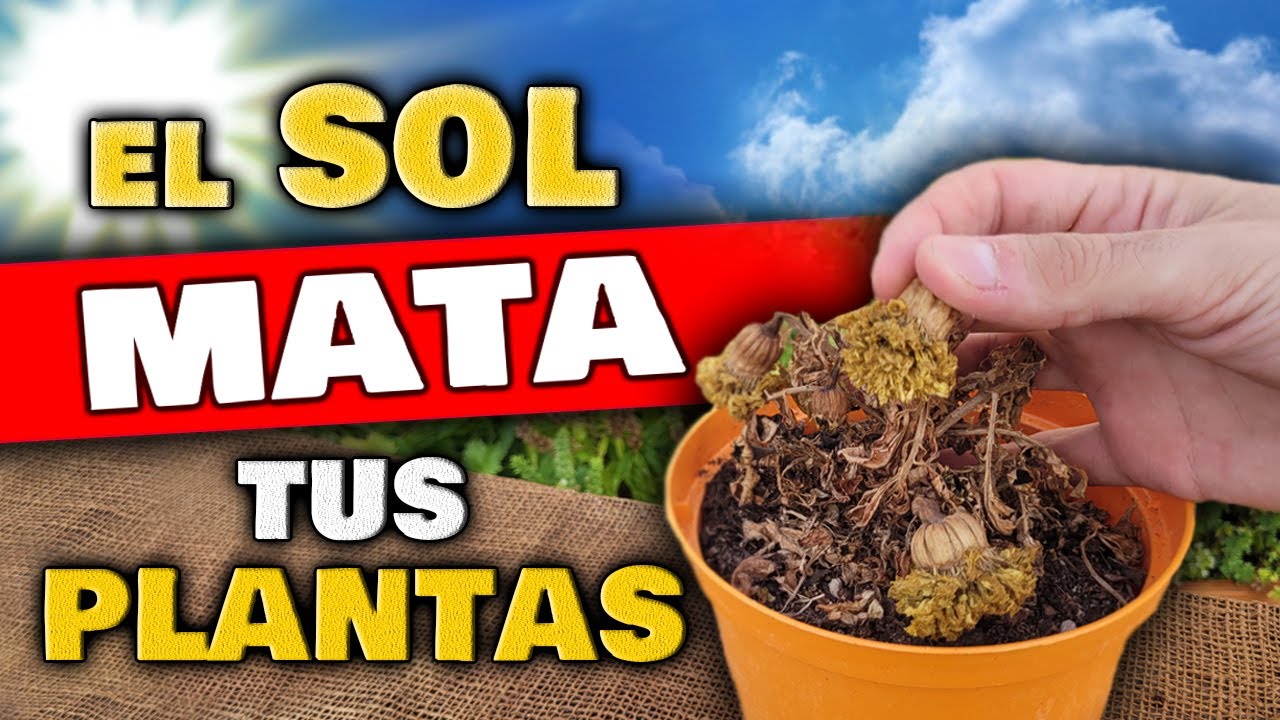 como el sol ayuda a las plantas
