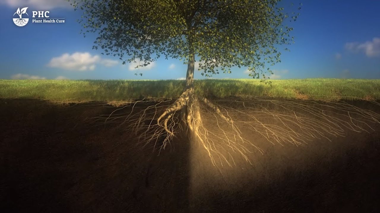 como influye el suelo en las plantas
