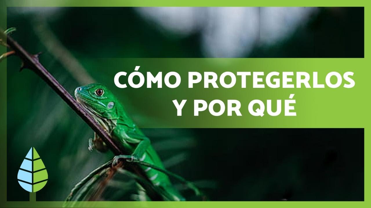 como proteger a los animales en peligro de extincion