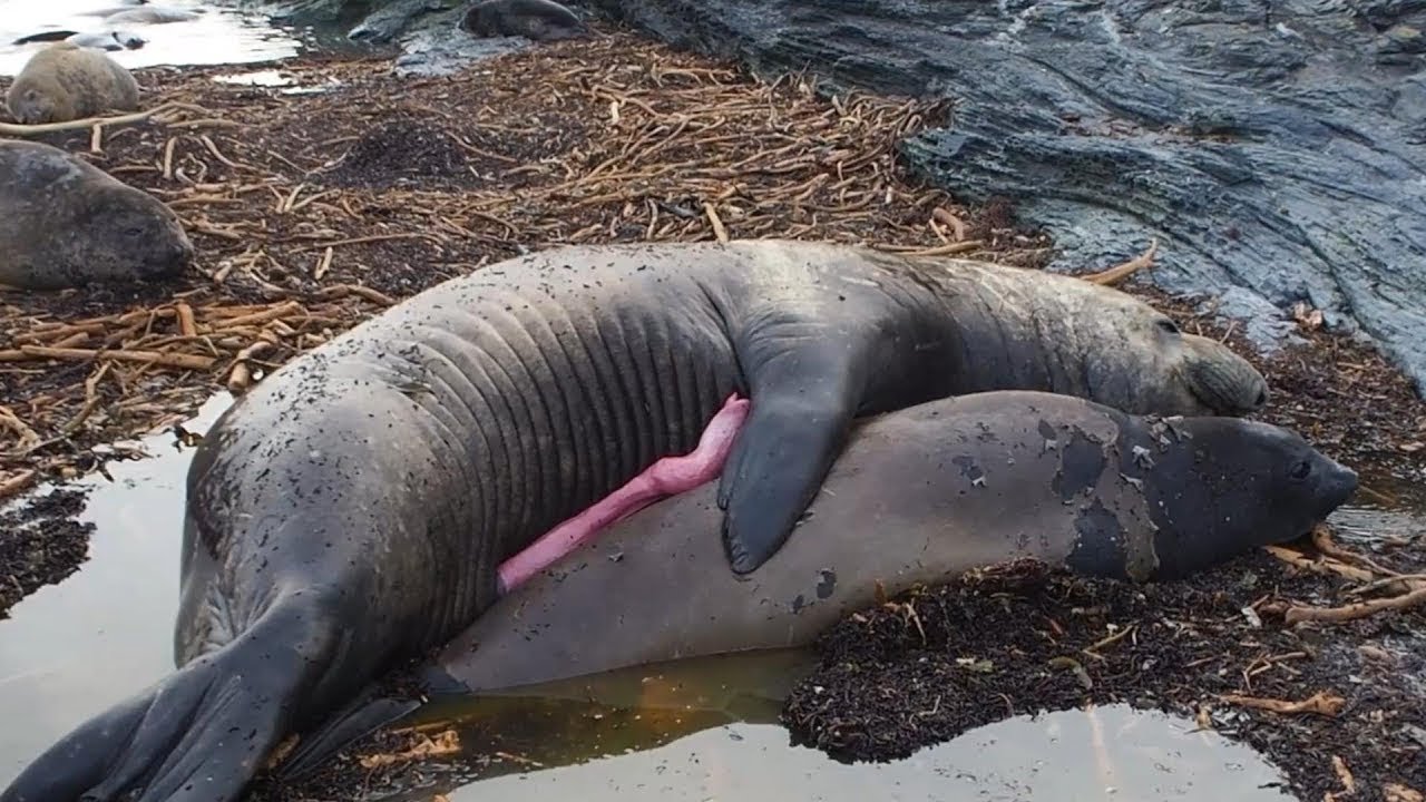 cómo se reproducen los animales marinos