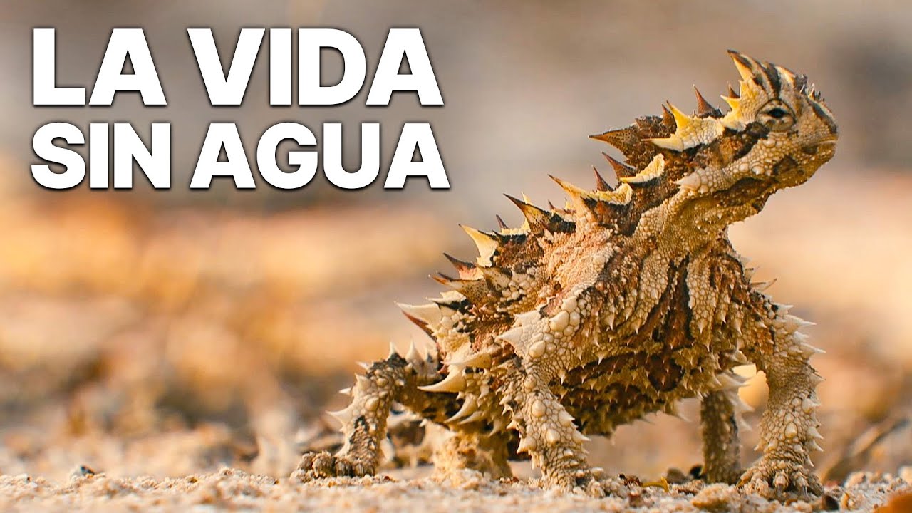 como seria la vida sin agua