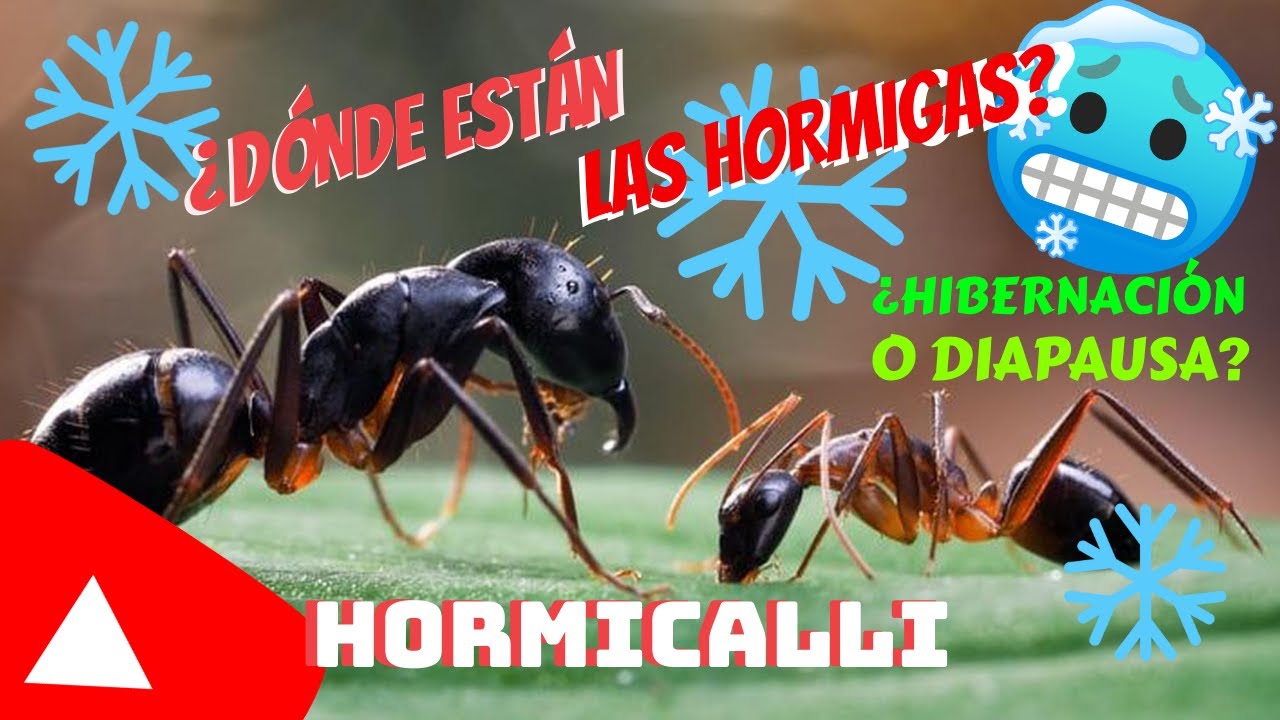 como sobreviven las hormigas en invierno