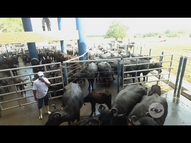 cria mejora y explotacion de los animales