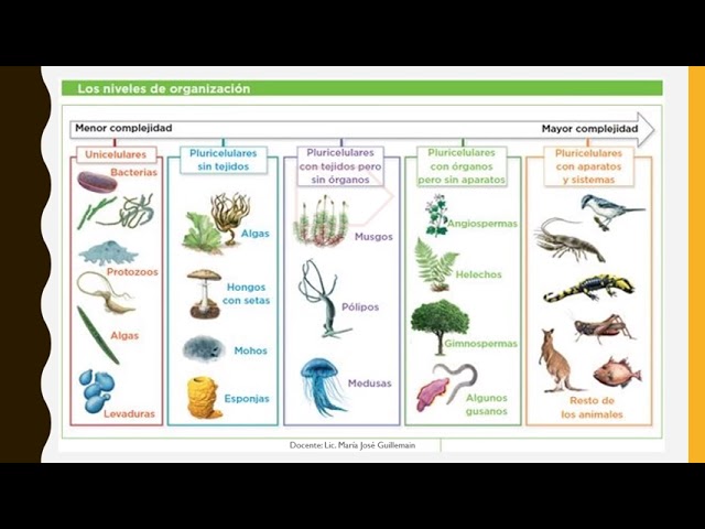 criterios para clasificar a los seres vivos