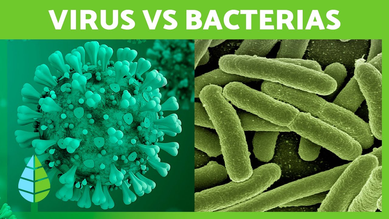 cuadro comparativo de virus y bacterias