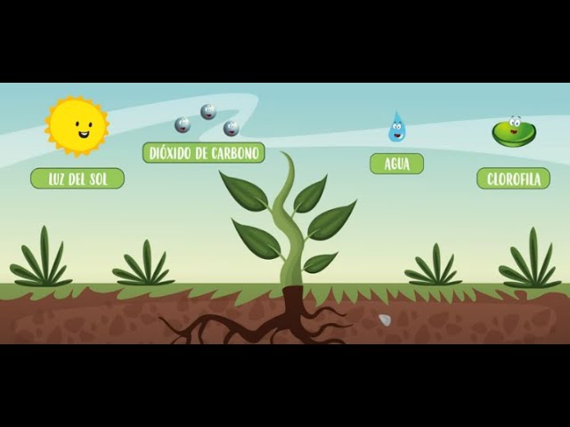 cual es el alimento de las plantas
