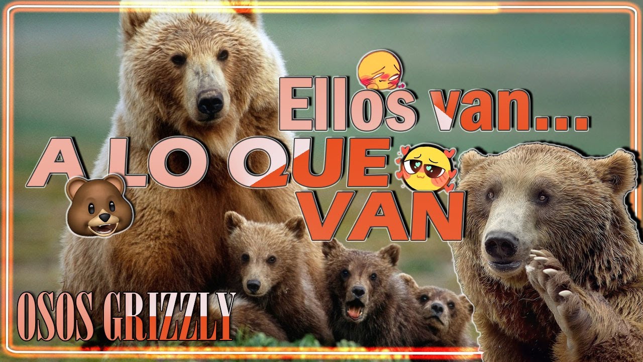 cual es el cortejo del oso