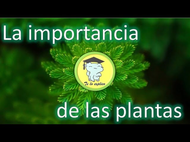 cual es la importancia de las plantas
