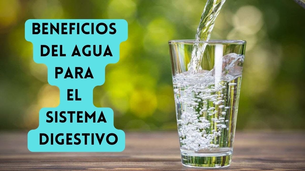 cual es la importancia del agua durante la digestion