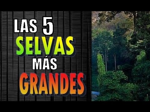 cual es la segunda selva mas grande del mundo