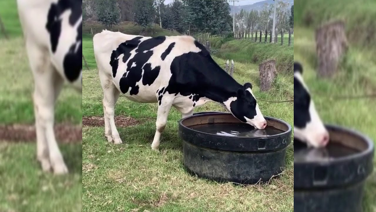 cuanto litros de agua toma una vaca