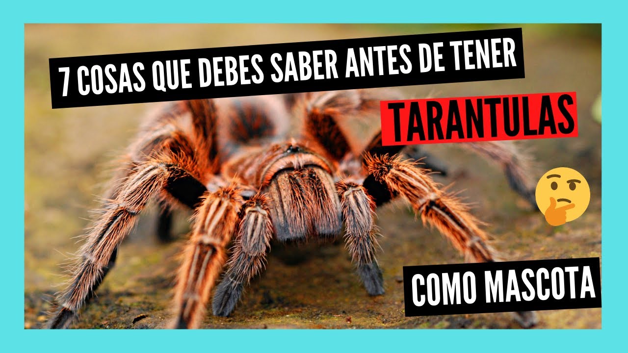 cuanto tarda en crecer una tarantula