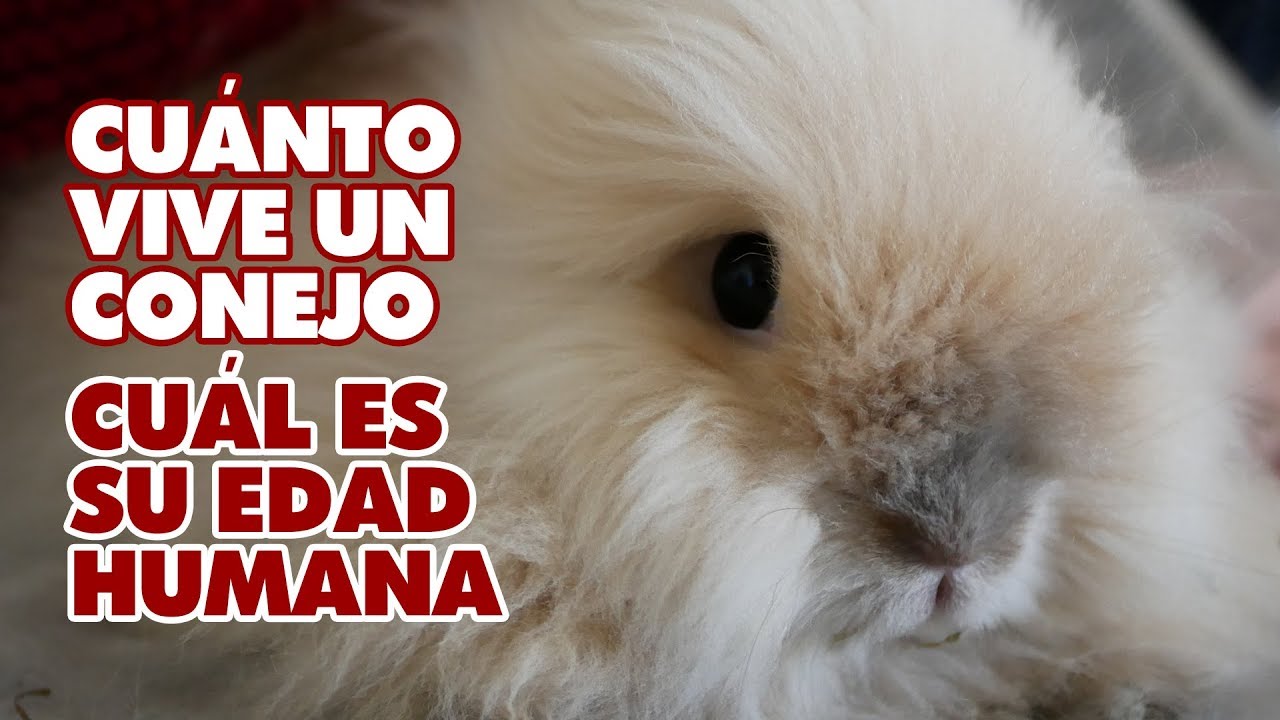 cuanto vive un conejo en casa