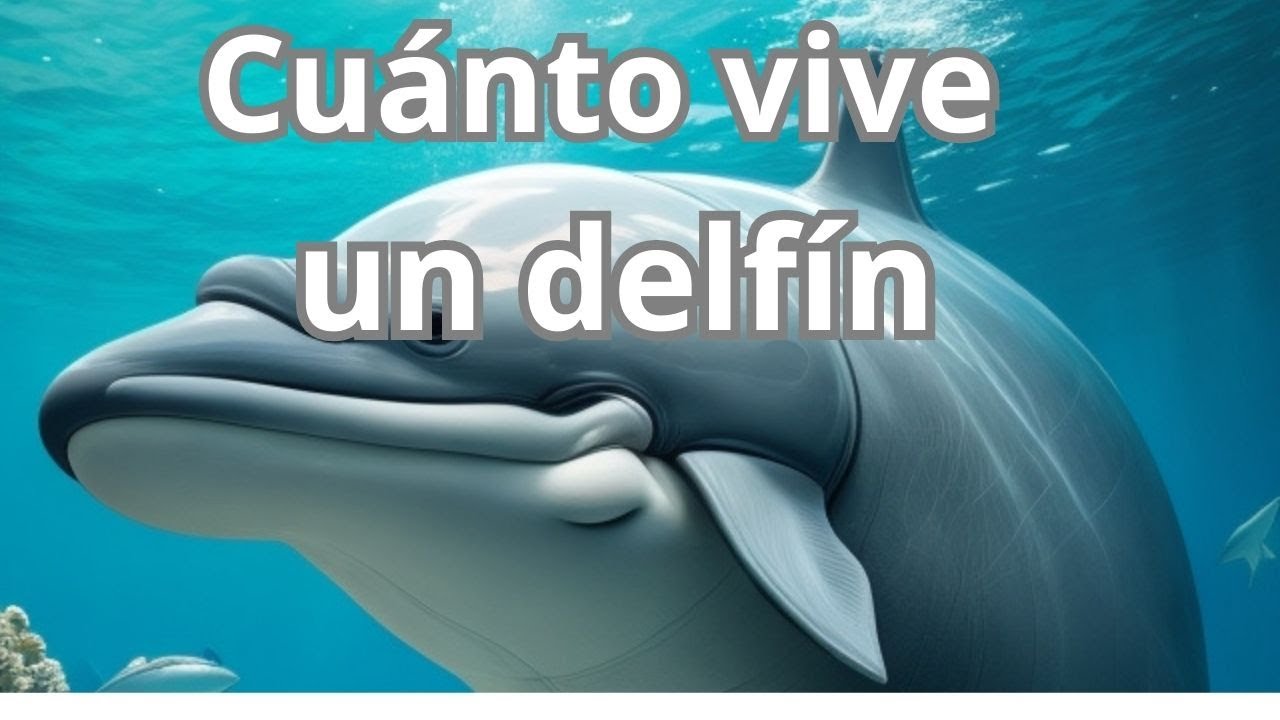 cuántos años puede vivir un delfín