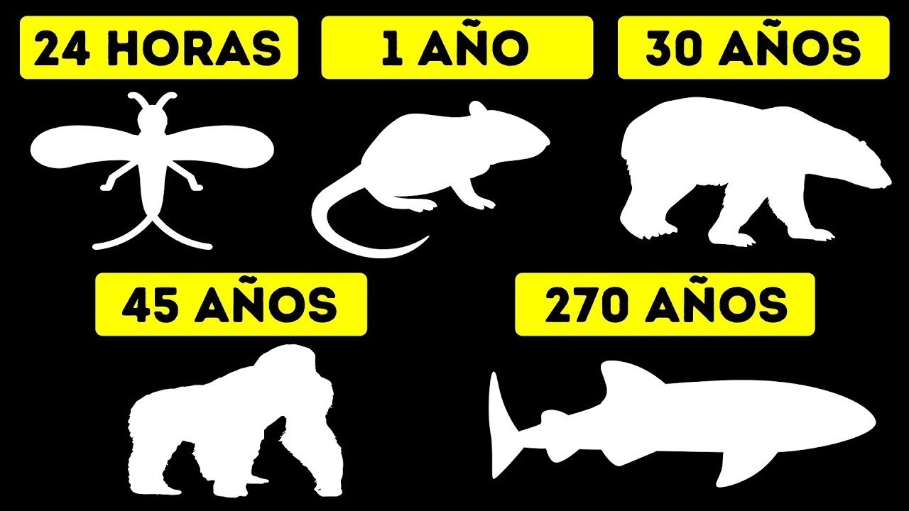 cuantos años viven los animales terrestres