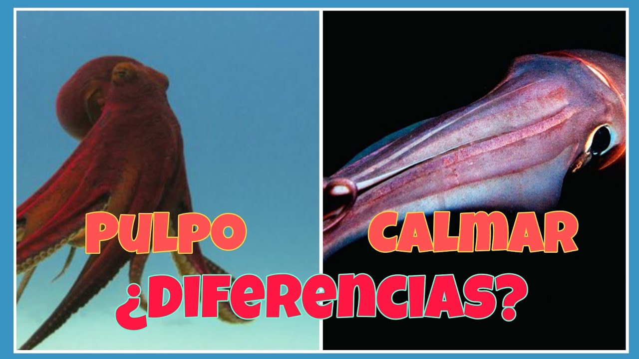 diferencia entre pulpo calamar y sepia