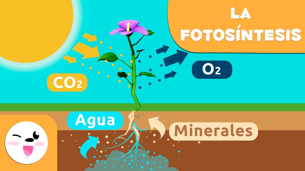 dioxido de carbono en las plantas