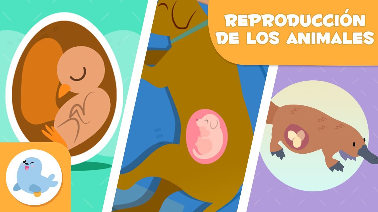 diversidad en la reproduccion de los animales