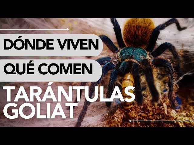 donde vive la tarantula hay mucha o poca agua