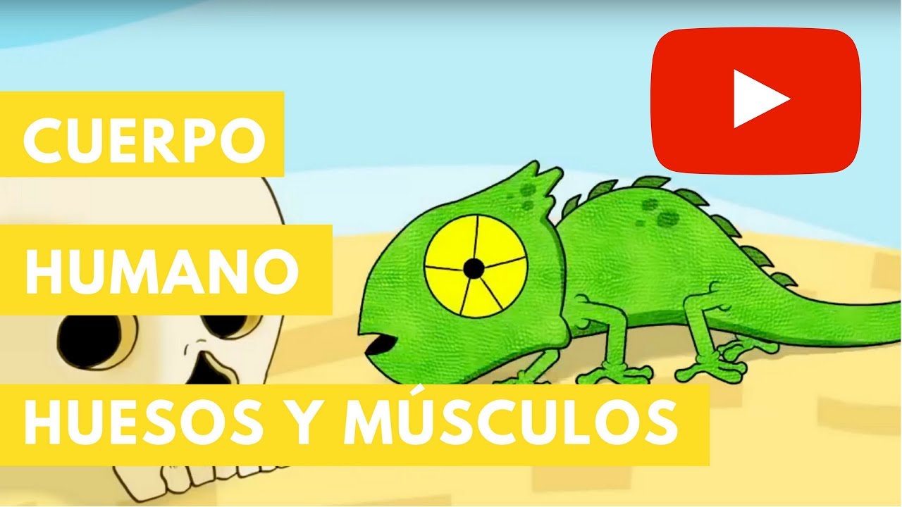 el cuerpo huesos musculos sangre y mucho mas