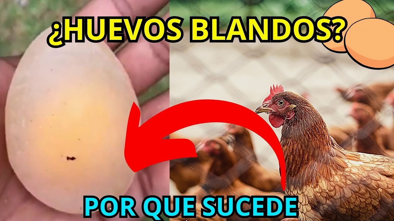 el huevo sale duro o blando de la gallina