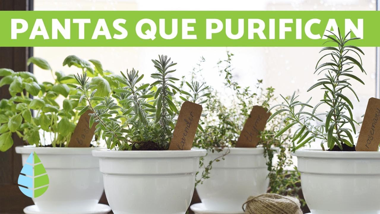 en que ayuda el aire a las plantas